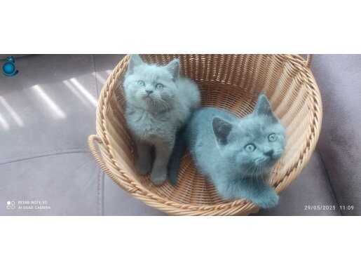 British lilac ve gri kedilerimiz yeni sahiplerini bekliyor