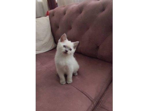  British Shorthair Kar Beyaz Mavi Göz 2 Aylık 