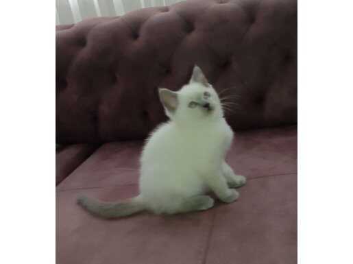 PAMUK TÜYLÜ MAVİ GÖZ BRİTİSH YENİ YUVASINA HAZIR 