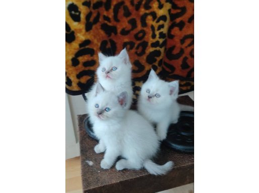 KAR BEYAZ MAVİ GÖZLÜ BRİTİSH SHORTHAİR MİNİKLER 