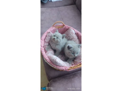 BRİTİSH SHORTHAİR MİNİKLER YENİ YUVALARINA HAZIRLAR 