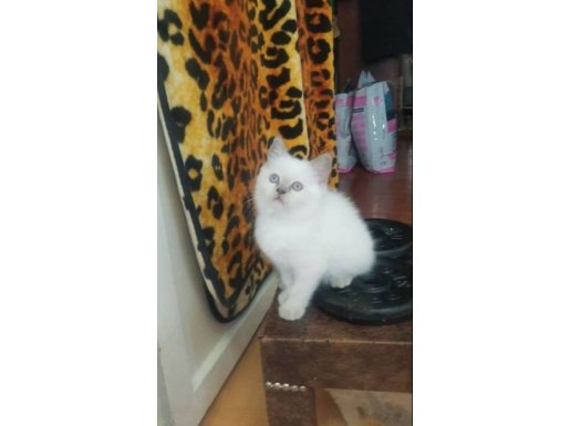 BRİTİSH SHORTHAİR KAR BEYAZ PAMUK TÜYLÜ MAVİ GÖZLÜ 