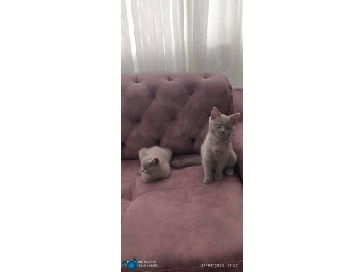 MİNİK YAVRU BRİTİSHLERİMİZ YENİ YUVALARINA HAZIRLAR 