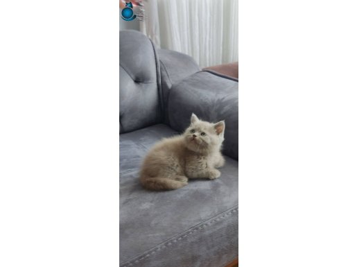 LİLAK VE GRİ MAVİ GÖZLER 