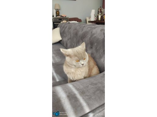 YETİŞKİN BRİTİSH SHORTHAİR UYSAL SEVİMLİ