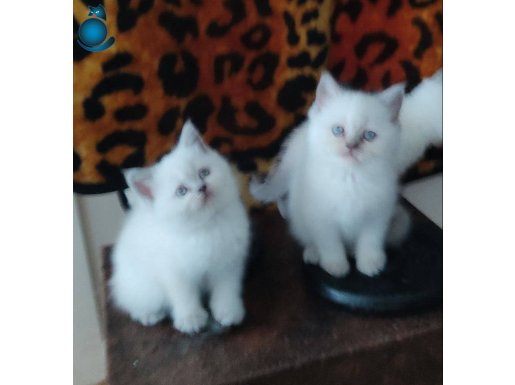 BEYAZ MAVİ GÖZLÜ BRİTİSH SHORTHAİR 