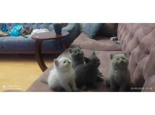 British shorthair yavru minikler yeni yuvalarına hazırlar 