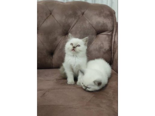 Mavi Gözlü Kristal Beyaz British Shorthair Yavruları - Eğitimli & Sosyal