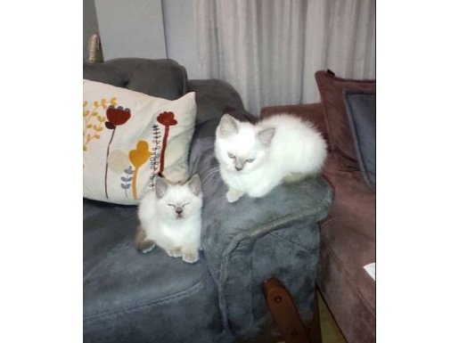 KAR BEYAZ MAVİ GÖZ BRİTİSH SHORTHAİR 