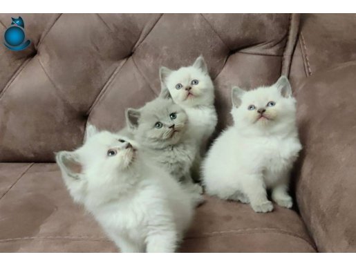 Tuvalet Eğitimli Safkan British Shorthair 42 Günlük Yavrular