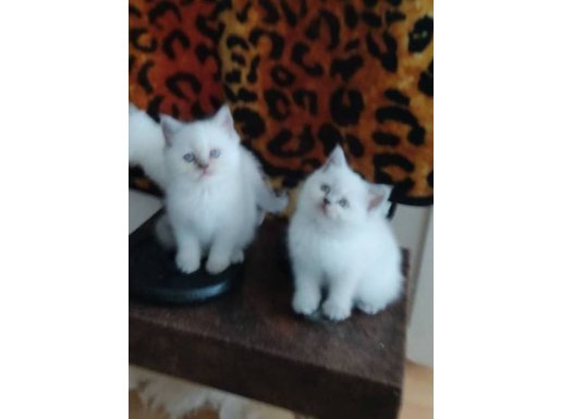 MAVİ GÖZLÜ KAR BEYAZI ÖZEL BRİTİSH SHORTHAİR