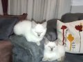Beyaz Dişi British shorthair Eğitimli mavi göz 