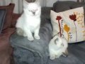 Beyaz Dişi British shorthair Eğitimli mavi göz 
