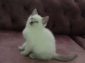 Beyaz pamuk tüylü mavi gözlü BRİTİSH SHORTHAİR 