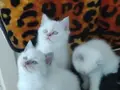 BRİTİSH SHORTHAİR MAVİ GÖZ BEYAZ PAMUK TÜYLÜ