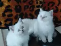 BRİTİSH SHORTHAİR MAVİ GÖZ BEYAZ PAMUK TÜYLÜ
