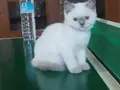 Muğla da British shorthair 3 aylık mavi göz Dişi 