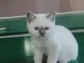 Muğla da British shorthair 3 aylık mavi göz Dişi 