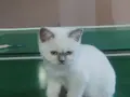Muğla da British shorthair 3 aylık mavi göz Dişi 