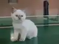 Muğla da British shorthair 3 aylık mavi göz Dişi 