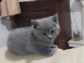 GRİ VE LİLAC MAVİ GÖZLÜ SEVİMLİ SEMPATİK