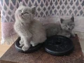 SEVİMLİ MİNİK YAVRULAR YENİ YUVALARINI BEKLİYOR 