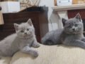 LİLAK DİŞİ YAVRU YENİ YUVASINI BEKLİYOR