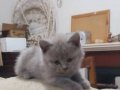 LİLAK DİŞİ YAVRU YENİ YUVASINI BEKLİYOR