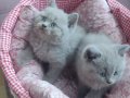 BRİTİSH SHORTHAİR MİNİKLER YENİ YUVALARINA HAZIRLAR 