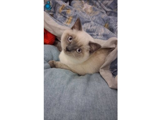 Safkan orjinal blue point anne tarafından ödüllü 