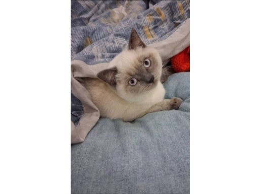 Safkan Secereli British Shorthair blue point