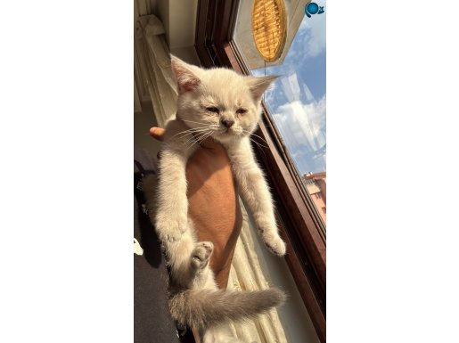  British Shorthair Silver Point