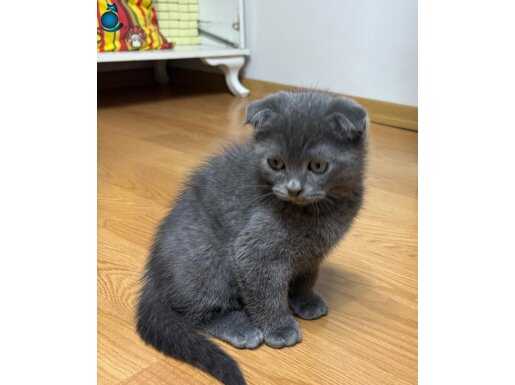 Scottish fold gri erkeklerimiz