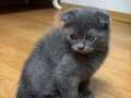 Scottish fold gri erkeklerimiz