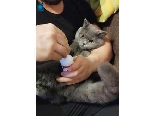Ucretsiz cins kedi