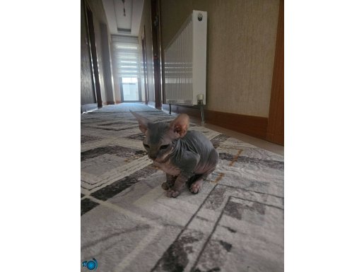 Alex Alfa 2 Aylık Erkek Sıfır Tüy