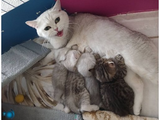 (Silver & Gold Black] British Shorthair NS11 - 2 Aylık