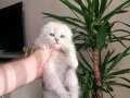 Scottish Fold (Silver Gümüş ) 1,5 Aylık SAFKAN