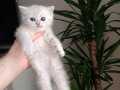 British Shorthair (Silver & Gold Siyah) 1,5 Aylık SAFKAN