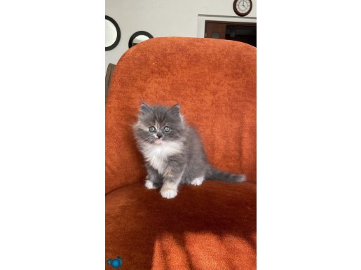 BRITISH LONGHAIR BICOLOUR DİŞİ