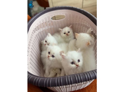 A KALİTE BRITISH LONGHAIR RED POINT BEBEKLER