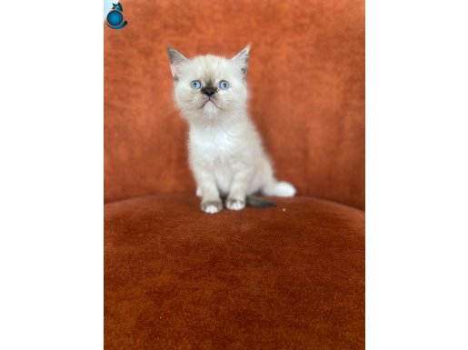 MAMA KARŞILIĞI BRITISH SHORTHAIR DİŞi
