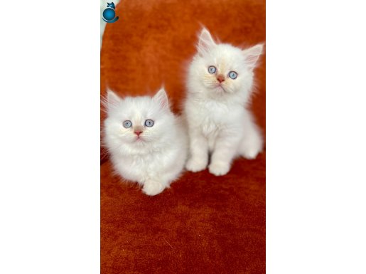 A KALİTE RED POINT LONGHAIR DİŞİLER
