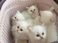 A KALİTE BRITISH LONGHAIR RED POINT BEBEKLER
