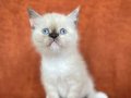 MAMA KARŞILIĞI BRITISH SHORTHAIR DİŞi