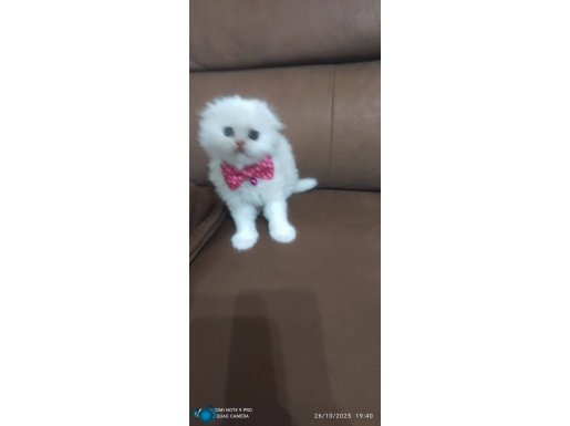 Muhteşem oyuncu yavrularımız yeni yuvasını arıyor