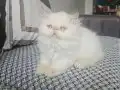 Ev ortamında büyümüş yavru 