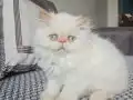 Ev ortamında büyümüş yavru 