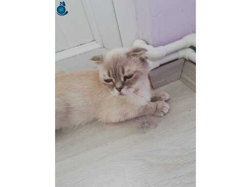 Yavru kediler istiyorsanız bu anne kedi tam size göre 