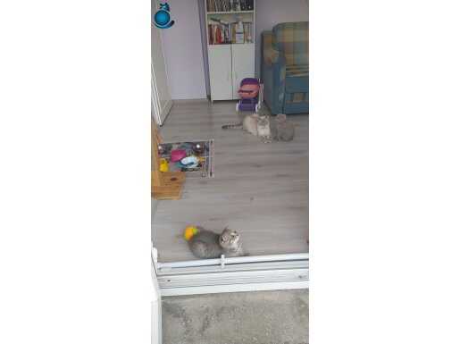 Dişi 2 yaşında 